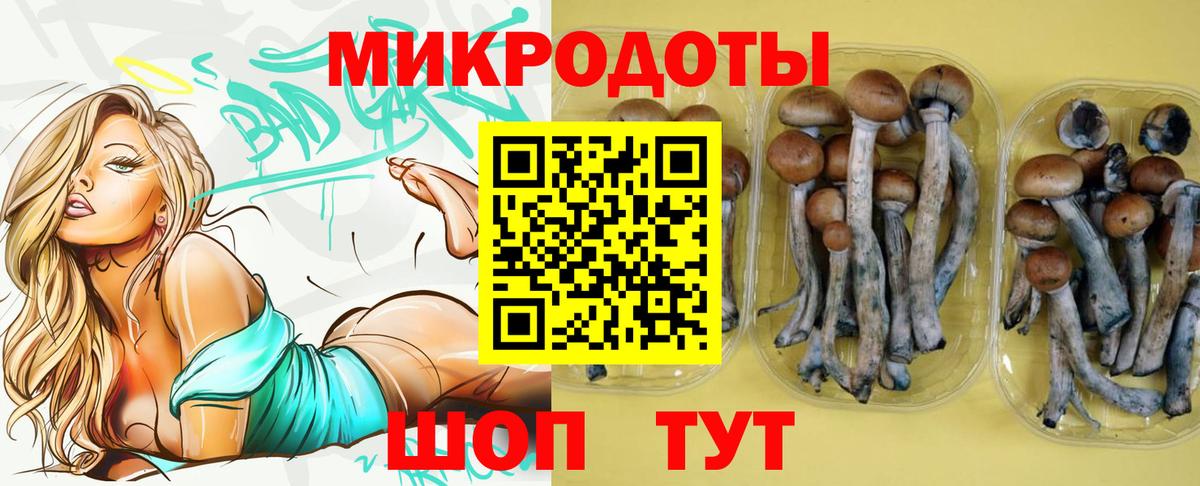 Псилоцибиновые грибы Psilocybe Вязьма